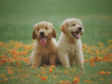 Image of Golden Retrievers